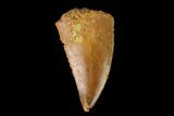 Serrated, Raptor Tooth - Real Dinosaur Tooth #139353-1